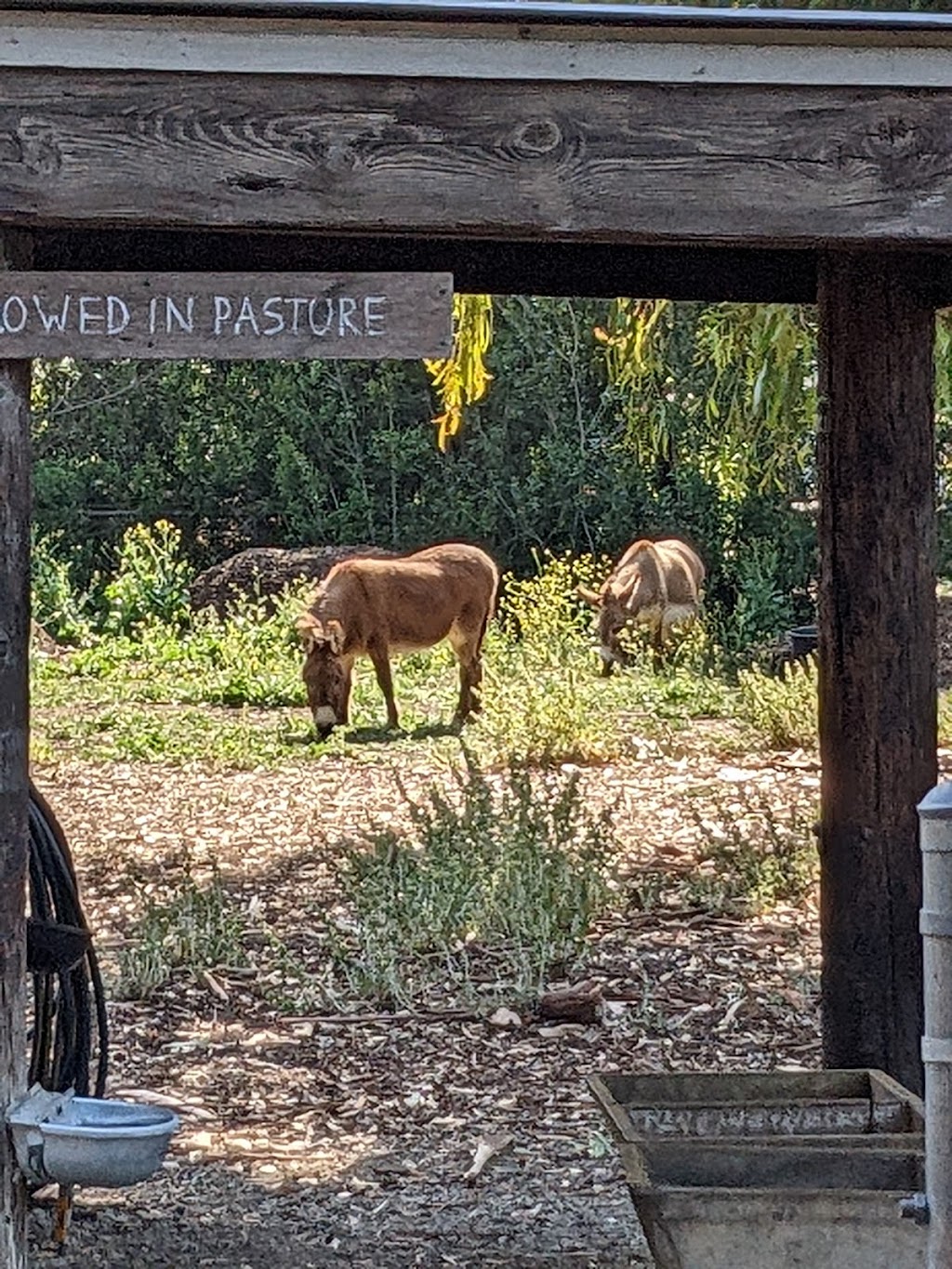 Barron Park Donkeys | 3590 Laguna Ave, Palo Alto, CA 94306 | Phone: (650) 464-9426
