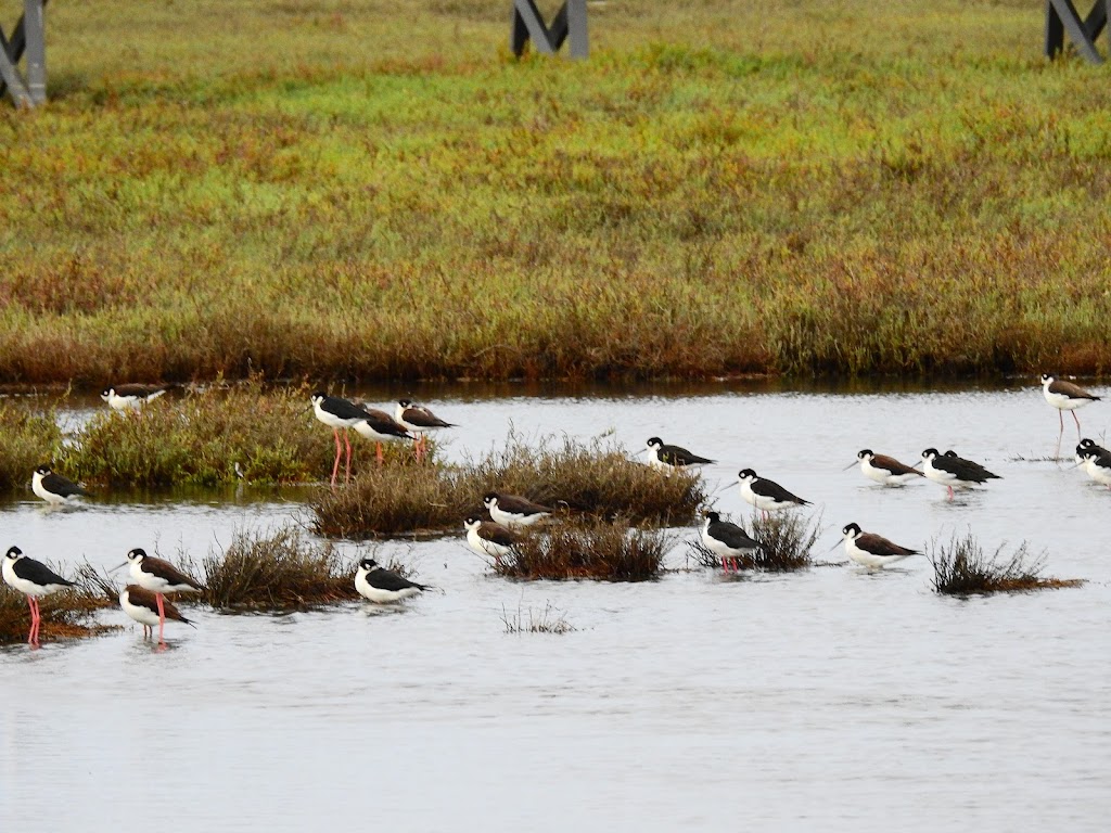 Baylands Nature Preserve | 2500 Embarcadero Rd, Palo Alto, CA 94303 | Phone: (650) 617-3156