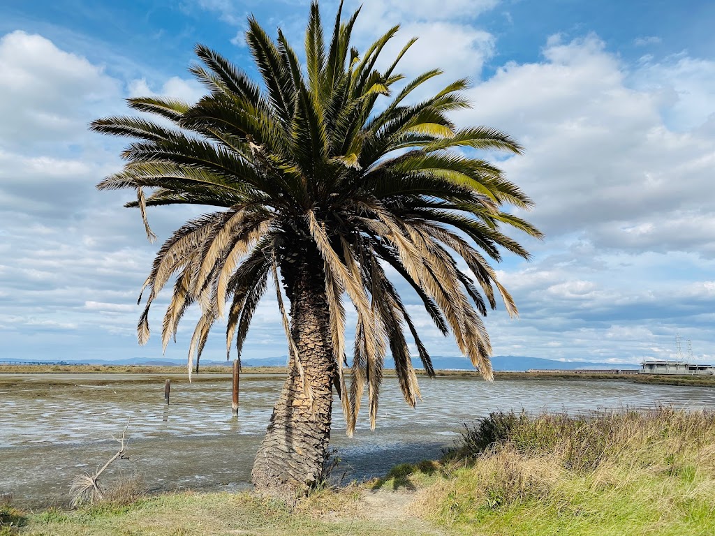 Baylands Nature Preserve | 2500 Embarcadero Rd, Palo Alto, CA 94303 | Phone: (650) 617-3156