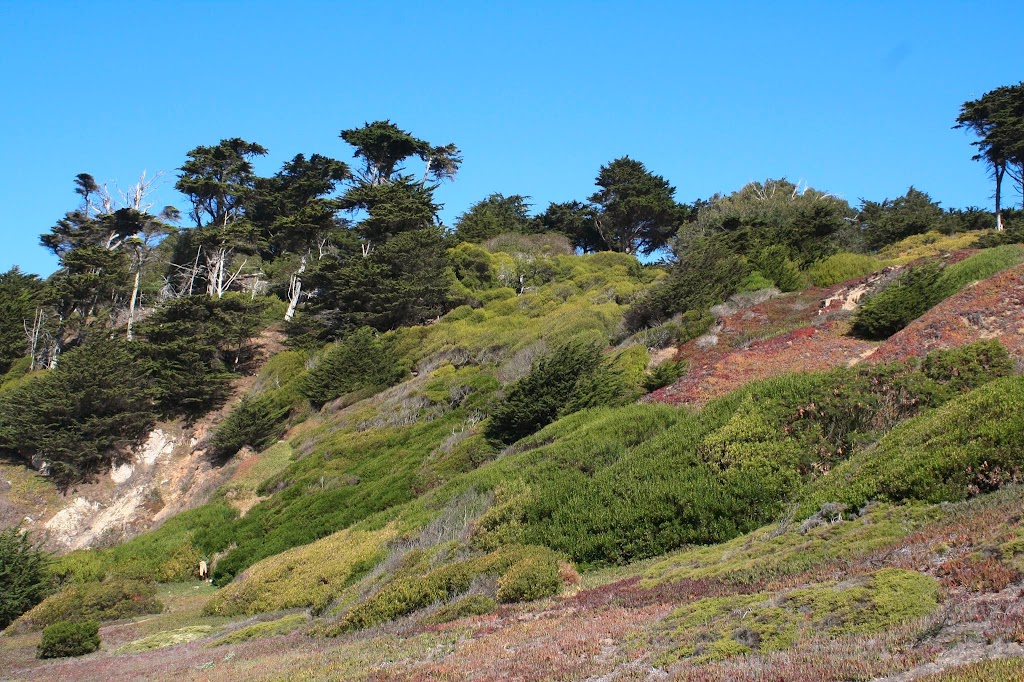 Balboa Natural Area | N.E. Balboa &, Great Hwy, San Francisco, CA 94121 | Phone: (415) 831-6331