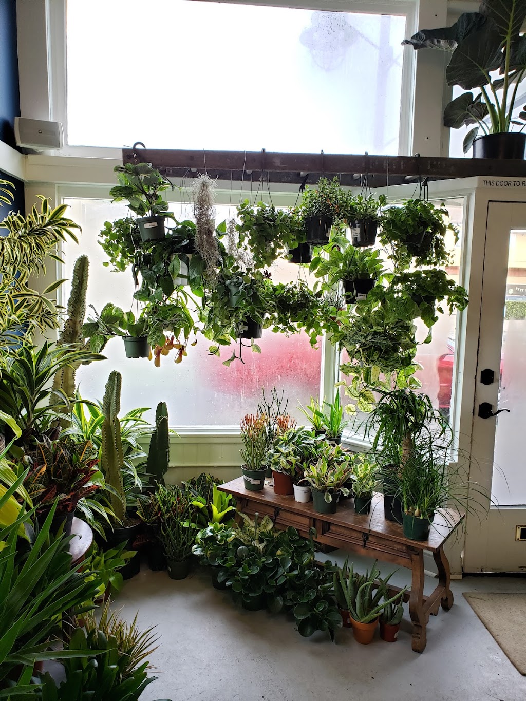Living Room Plant Co. | 1614 Palmetto Ave, Pacifica, CA 94044 | Phone: (650) 898-8274