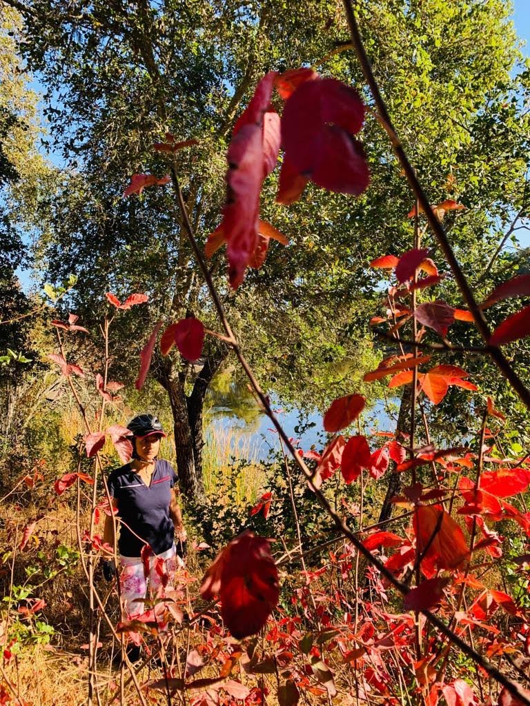 Arastradero Preserve Loop Vista Point | Arastradero Creek Trail, Palo Alto, CA 94304 | Phone: (650) 329-2423