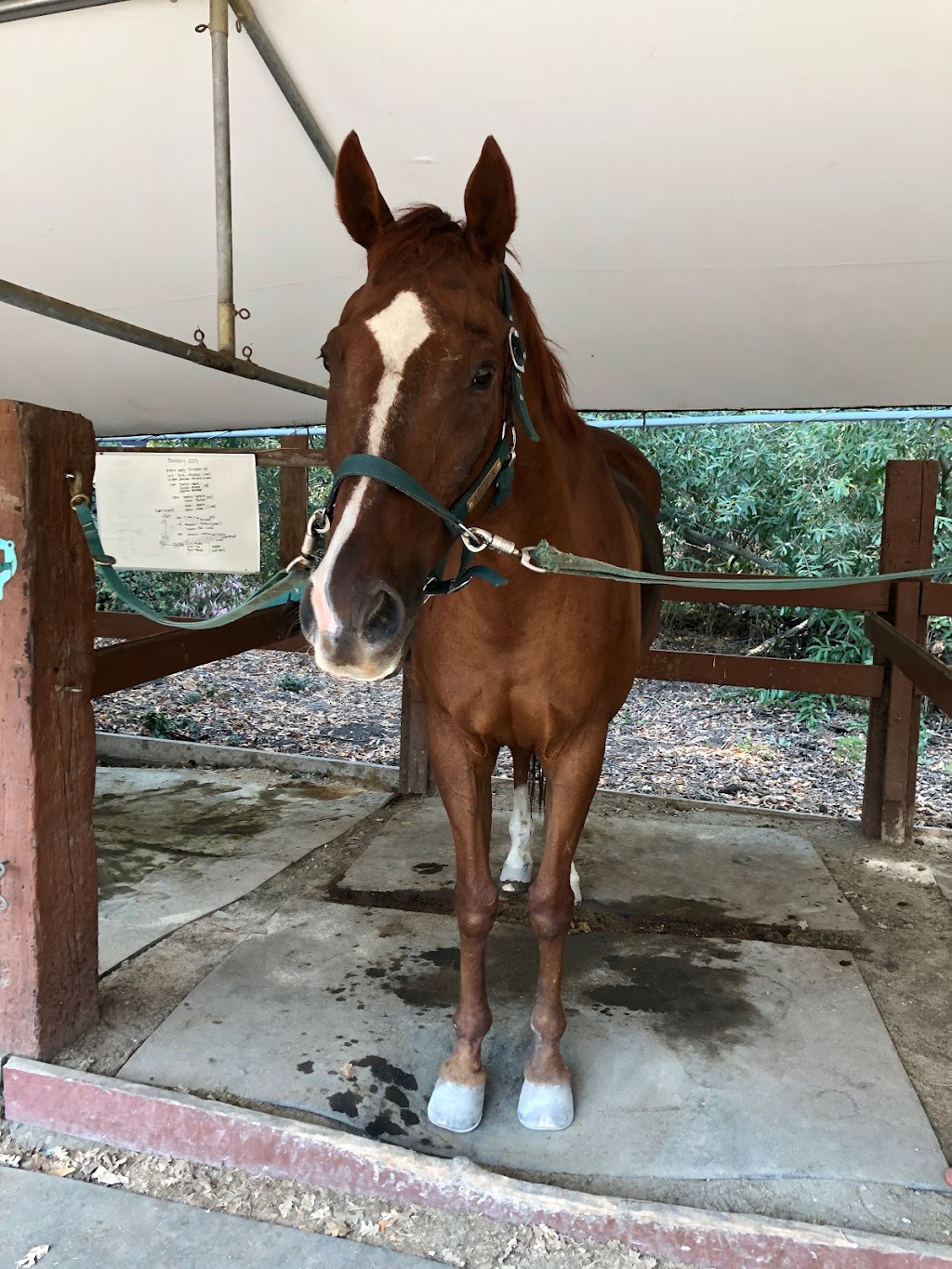 Isola Riding Academy | 3639 Alpine Rd, Portola Valley, CA 94028 | Phone: (650) 332-4886