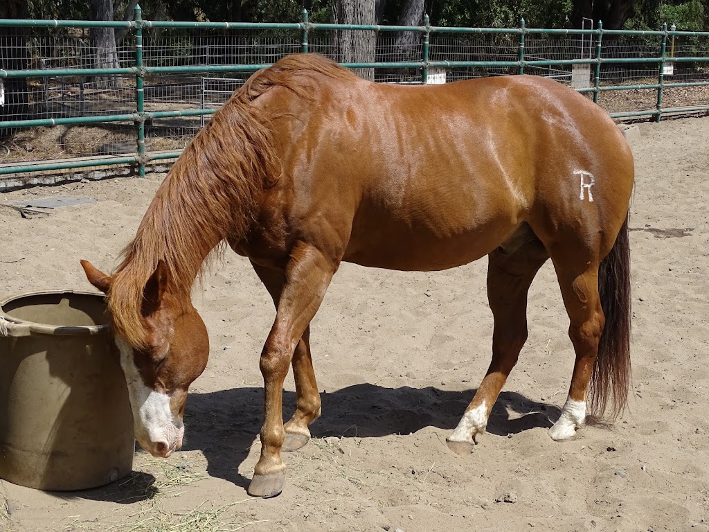 SFPD Stables | John F Kennedy Dr, San Francisco, CA 94122 | Phone: (415) 752-6255