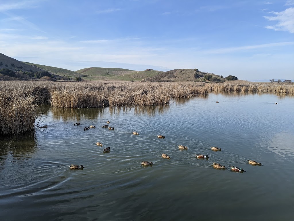 Coyote Hills Regional Park | 8000 Patterson Ranch Rd, Fremont, CA 94555 | Phone: (510) 544-3220