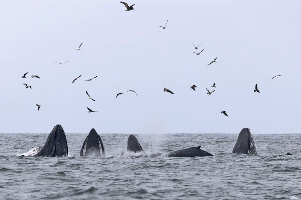 Oceanic Society Whale Watching - San Francisco | 3950 Scott St, San Francisco, CA 94123 | Phone: (415) 256-9941