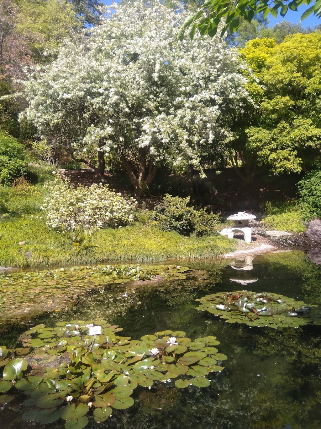 Botanical Garden Lot | 67 Centennial Dr, Berkeley, CA 94705 | Phone: (510) 643-7701