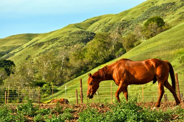 Chaparral Ranch | 3100 Calaveras Rd, Milpitas, CA 95035 | Phone: (408) 726-8453