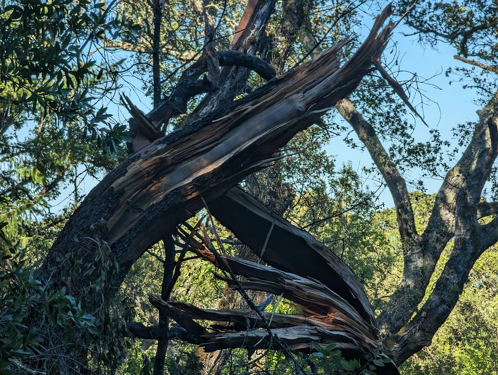 Teague Hill Open Space Preserve | 470 Summit Spring Rd, Woodside, CA 94062 | Phone: (650) 691-1200